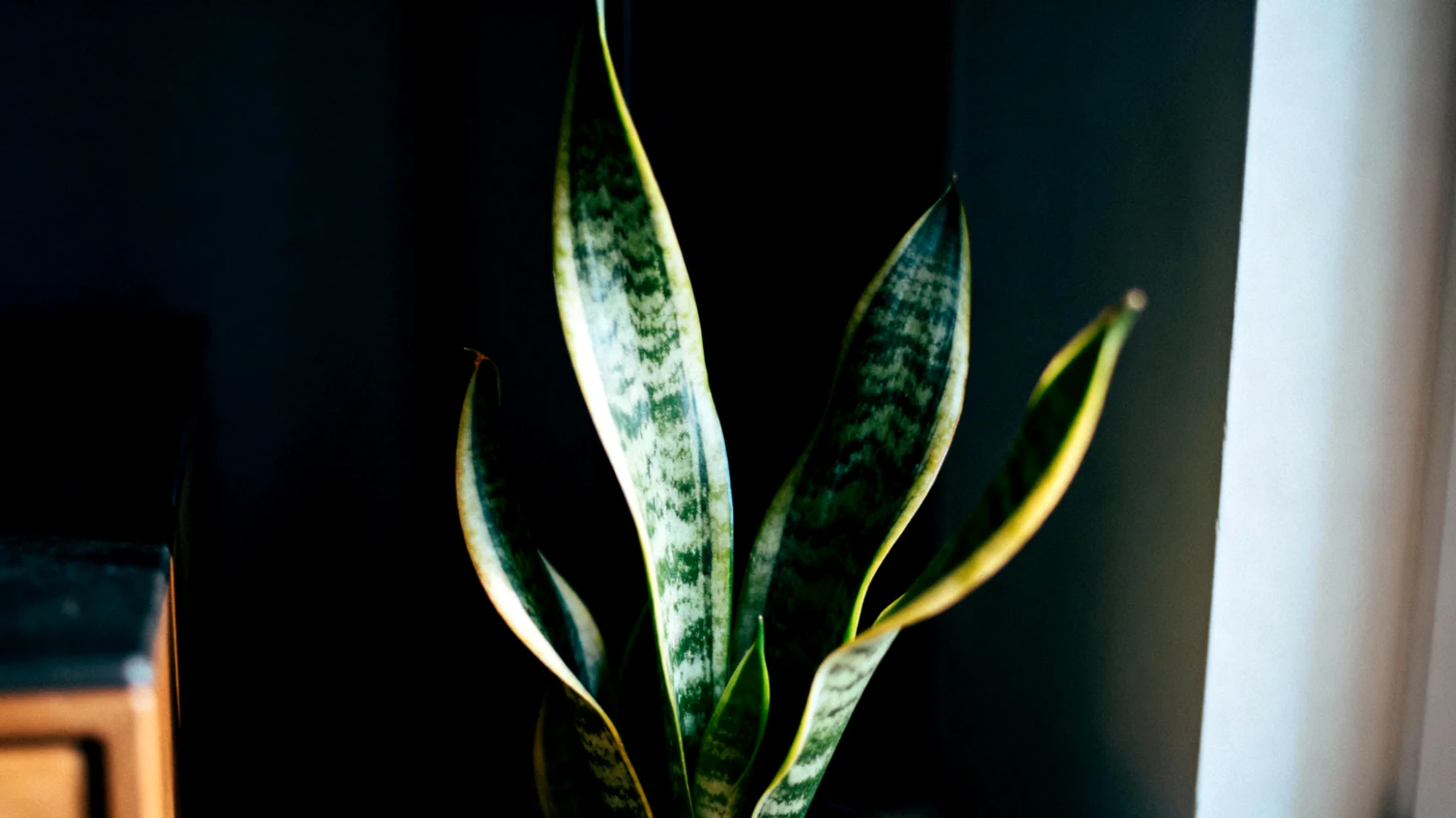 Sansevieria"